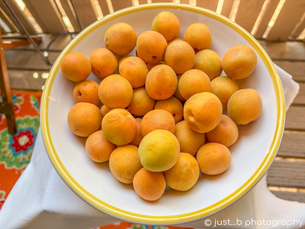 Bowl of freshly picked golden apricots.