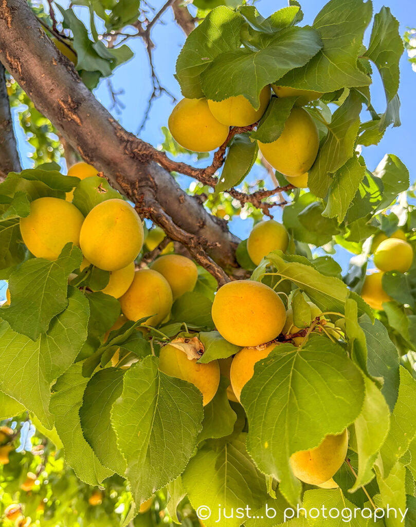 Clusters of golden apricots in tree
