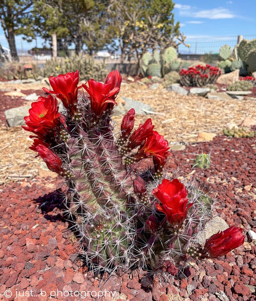 Barrel cactus buds and blooms.