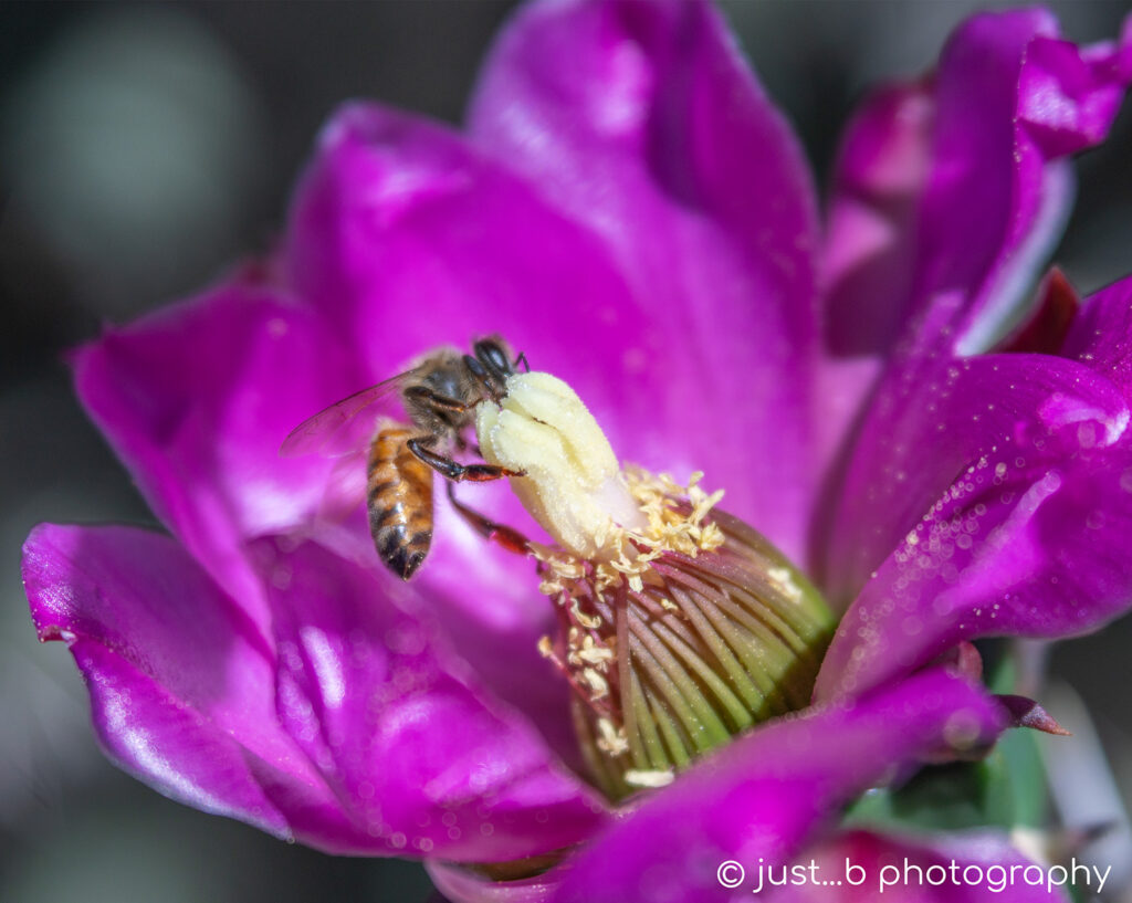 Bee gathering pollen inside a magenta pink cholla flower.