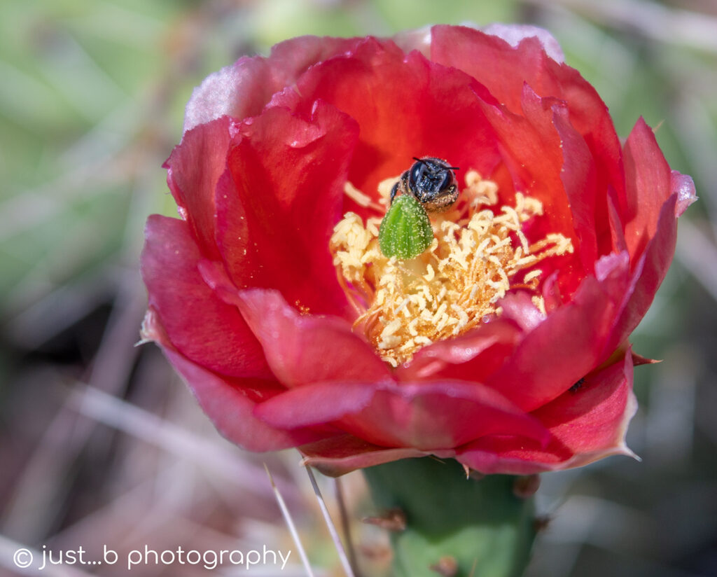 Bee gathering pollen in cactus flower.