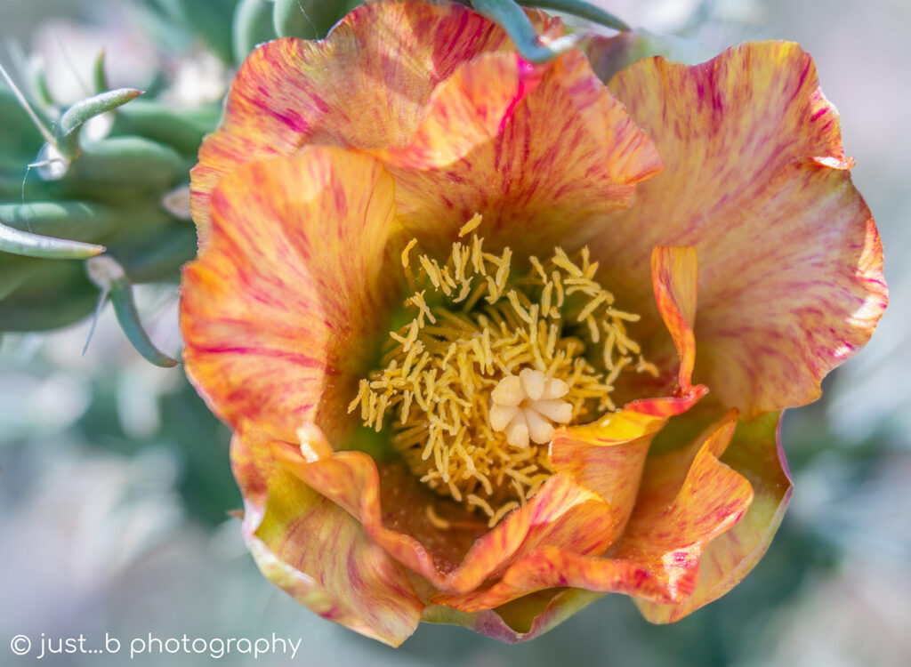 Peach and pink variegated petals of a buckhorn cholla cactus flower.