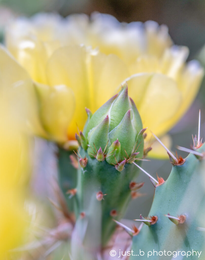 Pointy green prickly pear cactus bud with yellow flower in background.