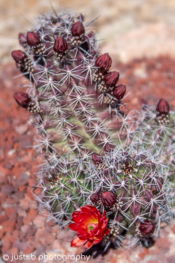 Budding barrel cactus plant.