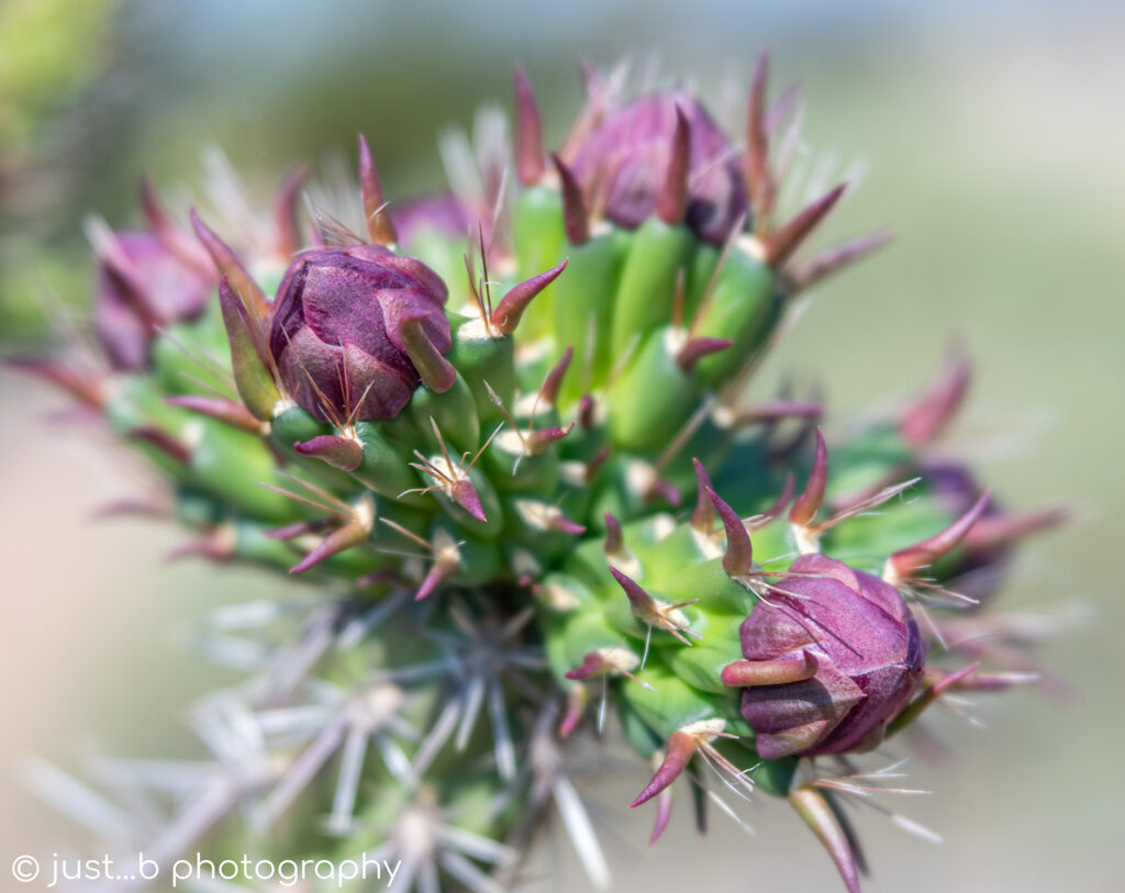 Pointy pink cane cholla cactus flower buds.