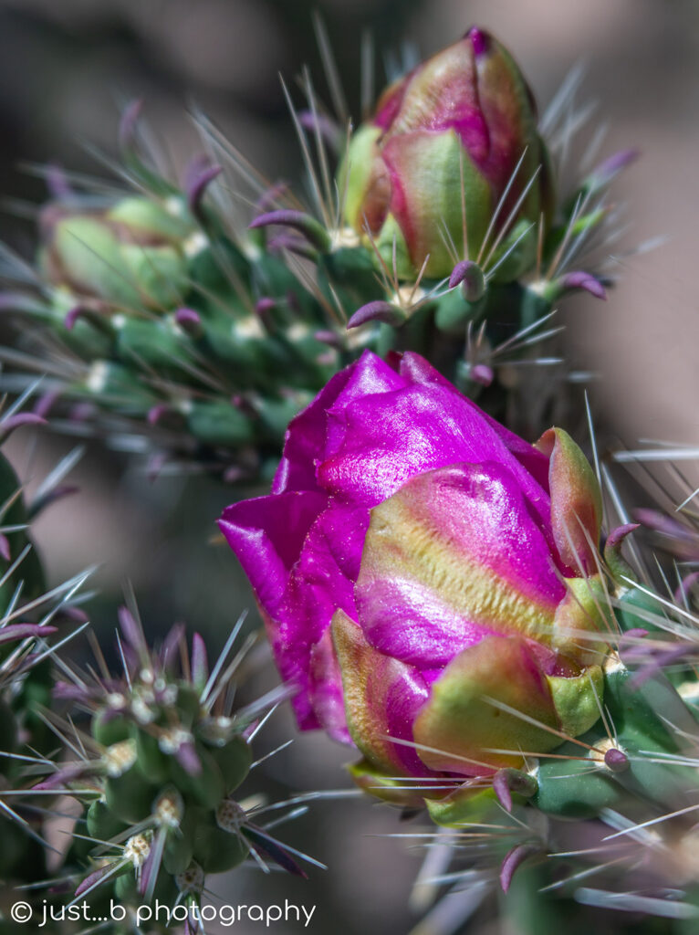 Magenta cholla cactus flower about to open.