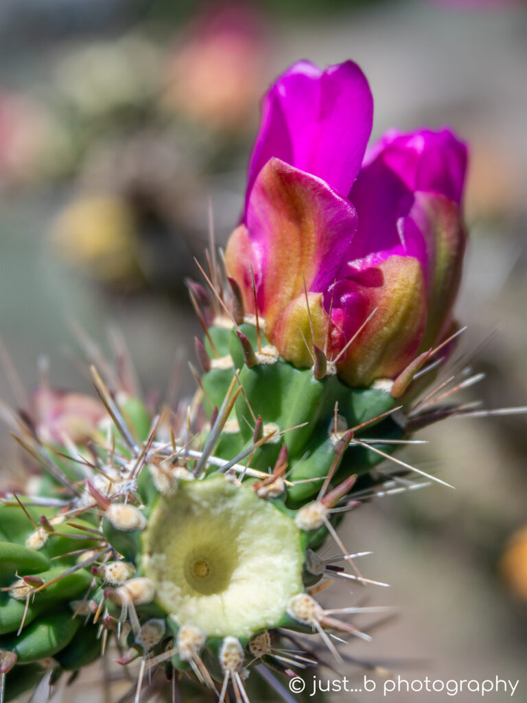 Beautiful Magenta Pink cholla flower about to open.