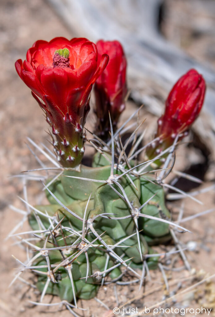 Blooming little Claret Cup cactus plant with scarlet red flowers.