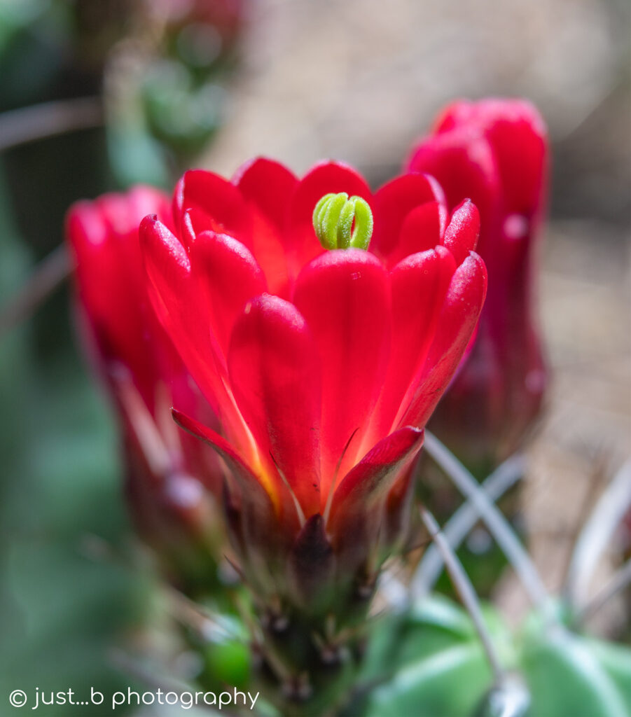 Close-up of vibrant red claret cup cactus flower.