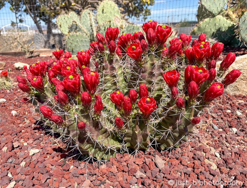 Claret Cup cactus plant covered in bright red flowers.