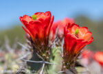 Scarlet red Claret Cup cactus flowers