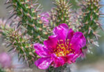 Magenta pink cholla cactus flower bloom.