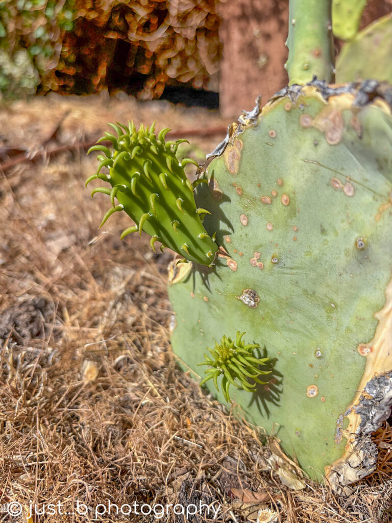 Alien looking emerging prickly pear paddles.