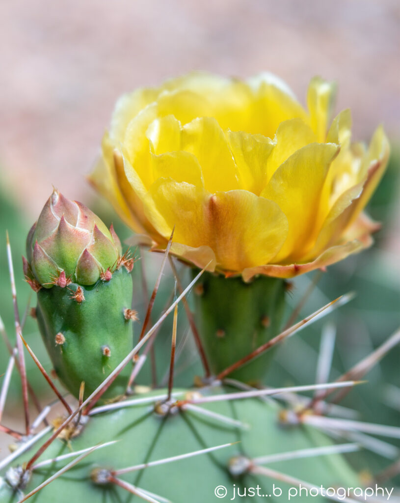 Yellow prickly pear cactus flower with green bud.