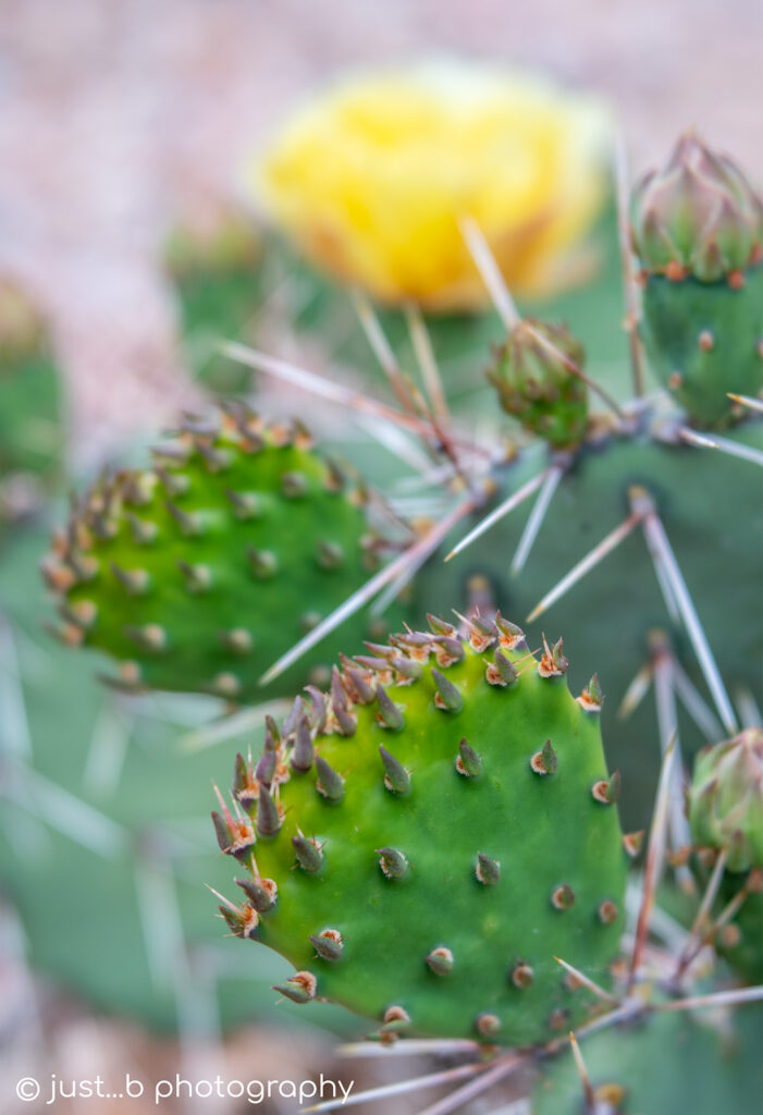 Emerging prickly pear cactus paddles with buds and yellow flower in background.