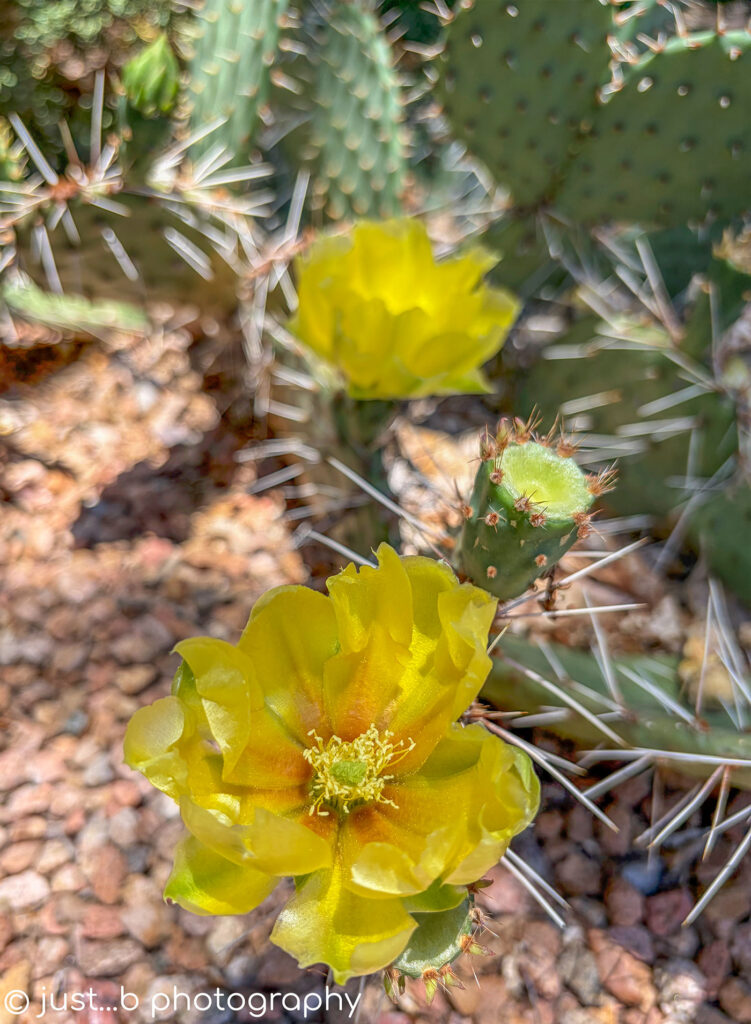 Yellow prickly pear cactus flowers.