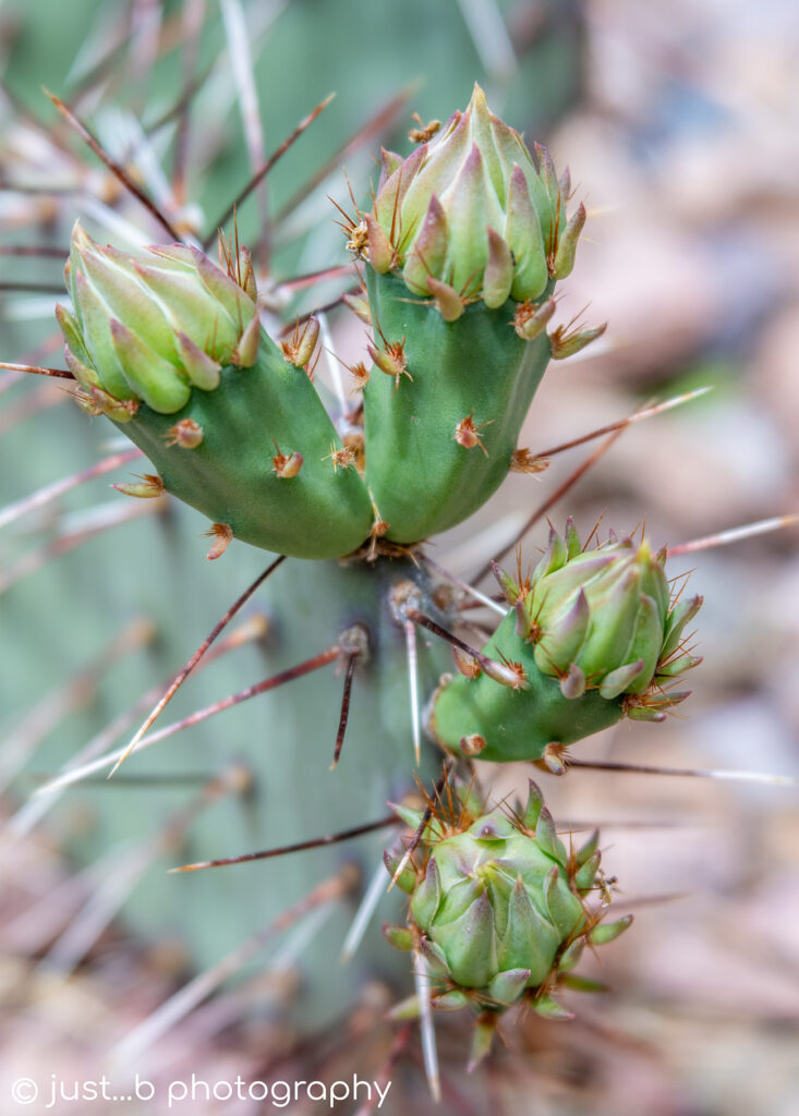 Pointy green prickly pear flower buds.
