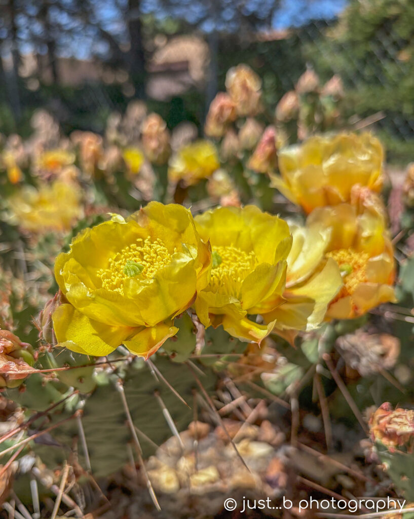 Blooming prickly pear cactus plant.