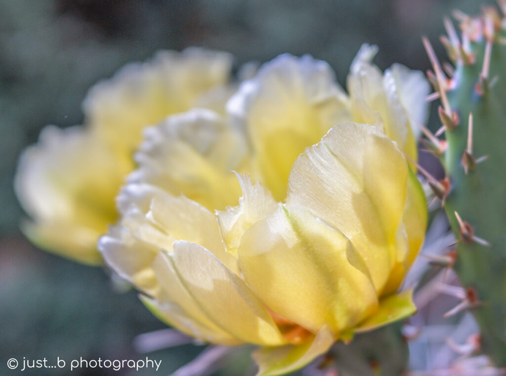 Side view of yellow prickly pear cactus flower with translucent petals.
