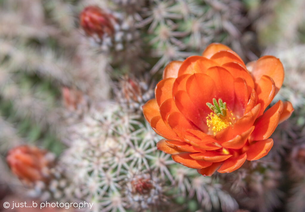 Close-up of a salmon colored barrel cactus flower.