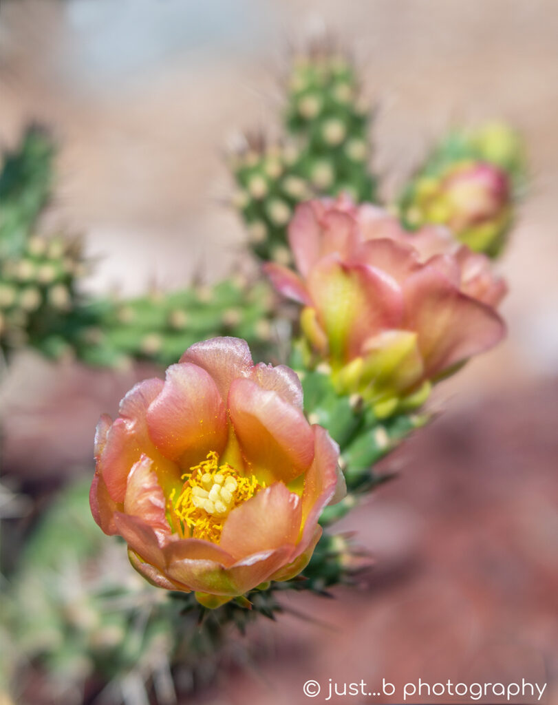 Peach colored Santa Fe cholla cactus flowers