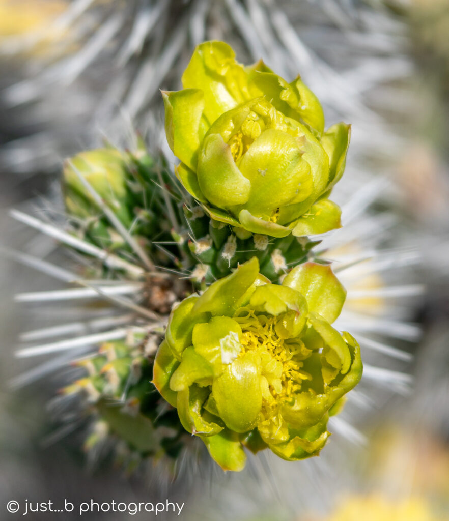 Lemon yellow snow leopard cholla cactus flowers.