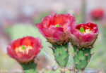 Three watermelon colored prickly pear cactus flowers.