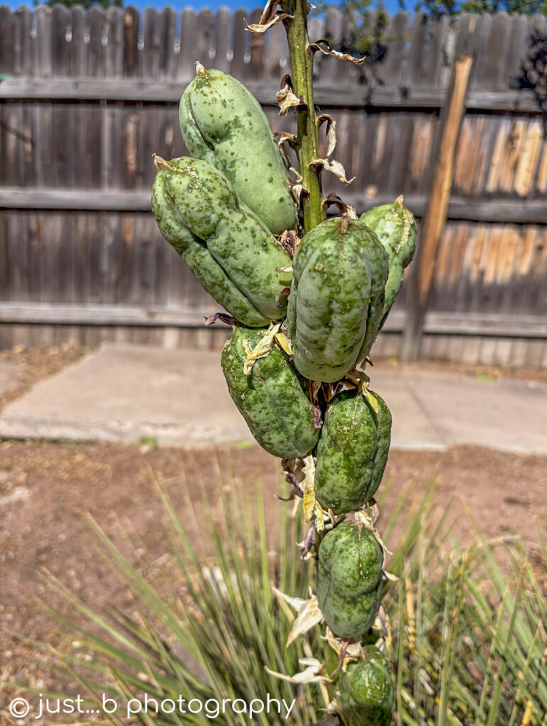 Elongated green yucca seed pods after blooming.