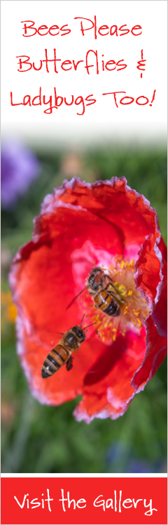 just...b photography to Bees & Butterflies gallery