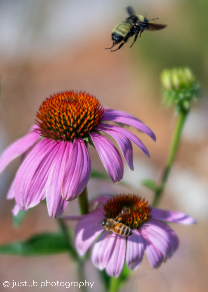 Bumble bee flying away from a coneflower.