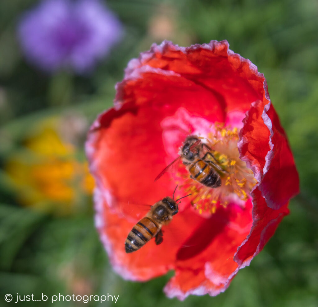 bees gathering pollen on a red corn poppy
