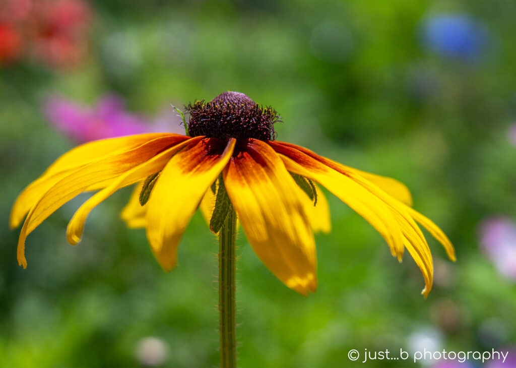 Solitary black-eyed Susan in wildflower garden