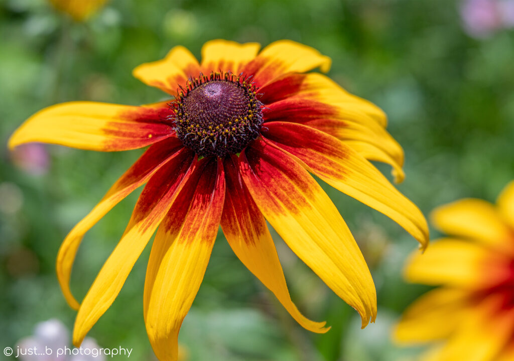 yellow and orange black-eyed Susan flower