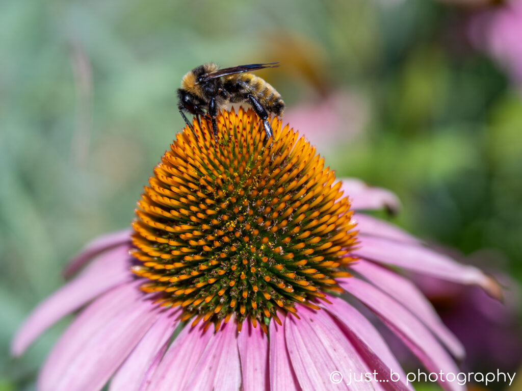 Bumble bee gathering pollen a top a coneflower.
