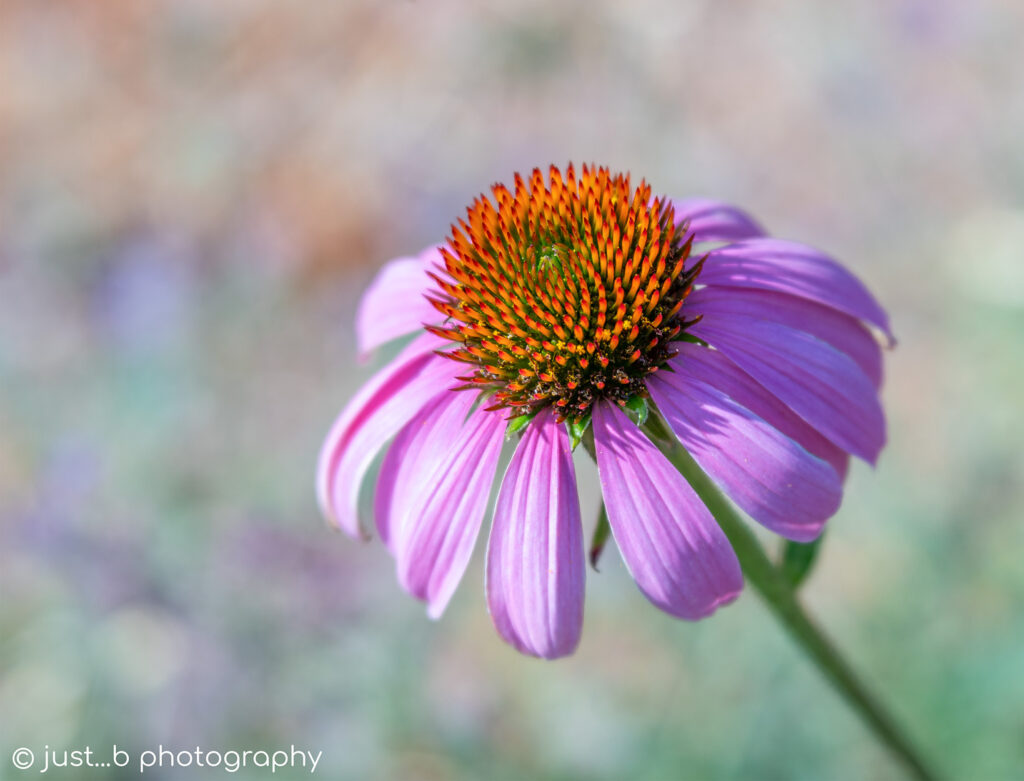 Solitary purple coneflower.