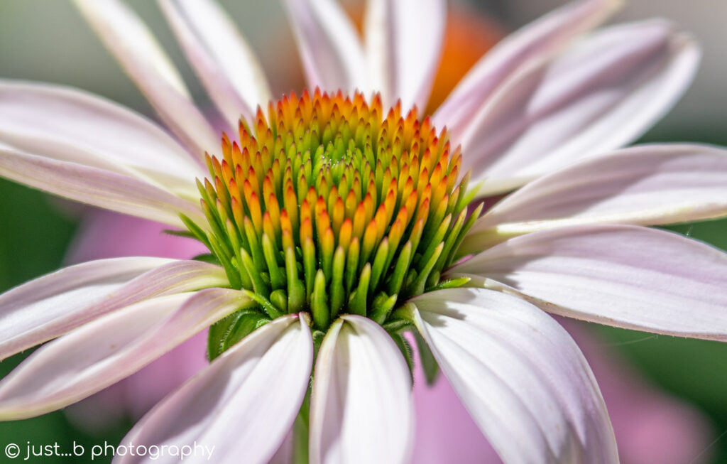 Close-up on a freshly opened coneflower.