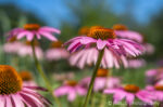 Purple coneflowers in local pollinator garden.