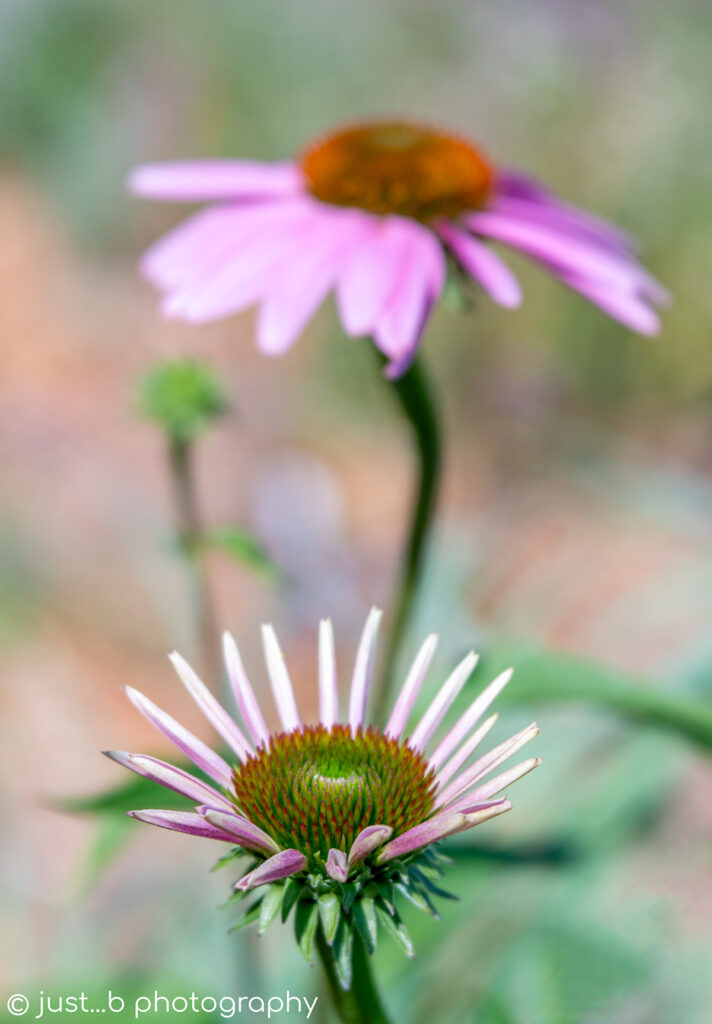 Coneflowers opening in pollinator garden.