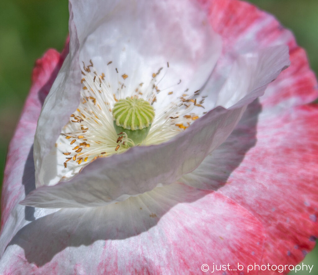 close-up of white corn poppy fringed with red