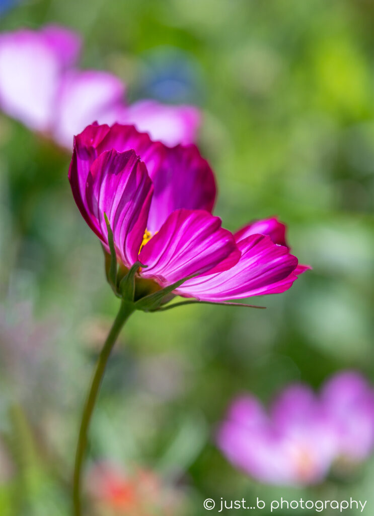 Side-view of magenta pink and white cosmos