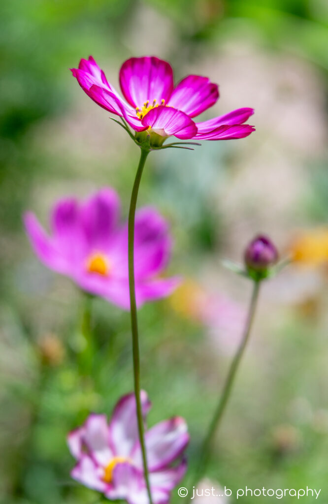 Magenta pink and white cosmos flowers in wildflower garden