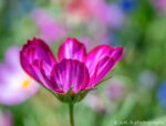 magenta and white Cosmos flower in the wildflower garden