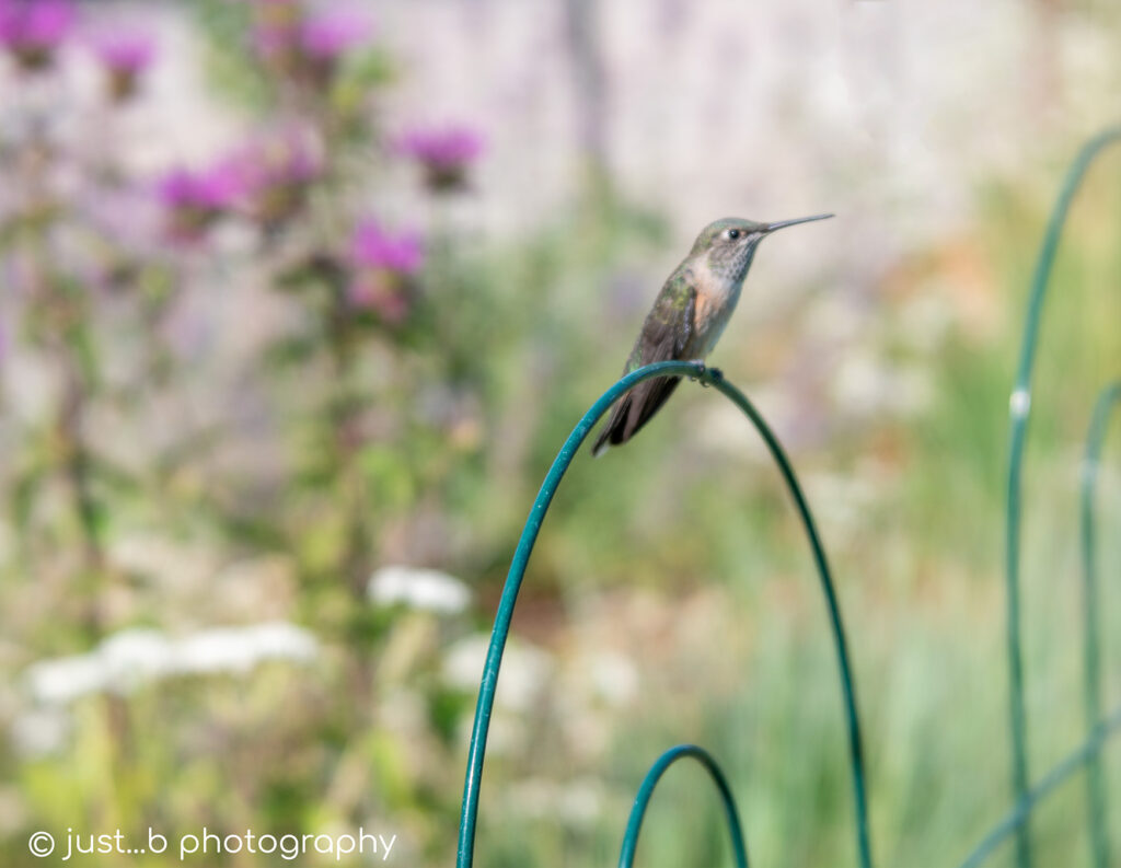 A hummingbird keeps a watchful eye.
