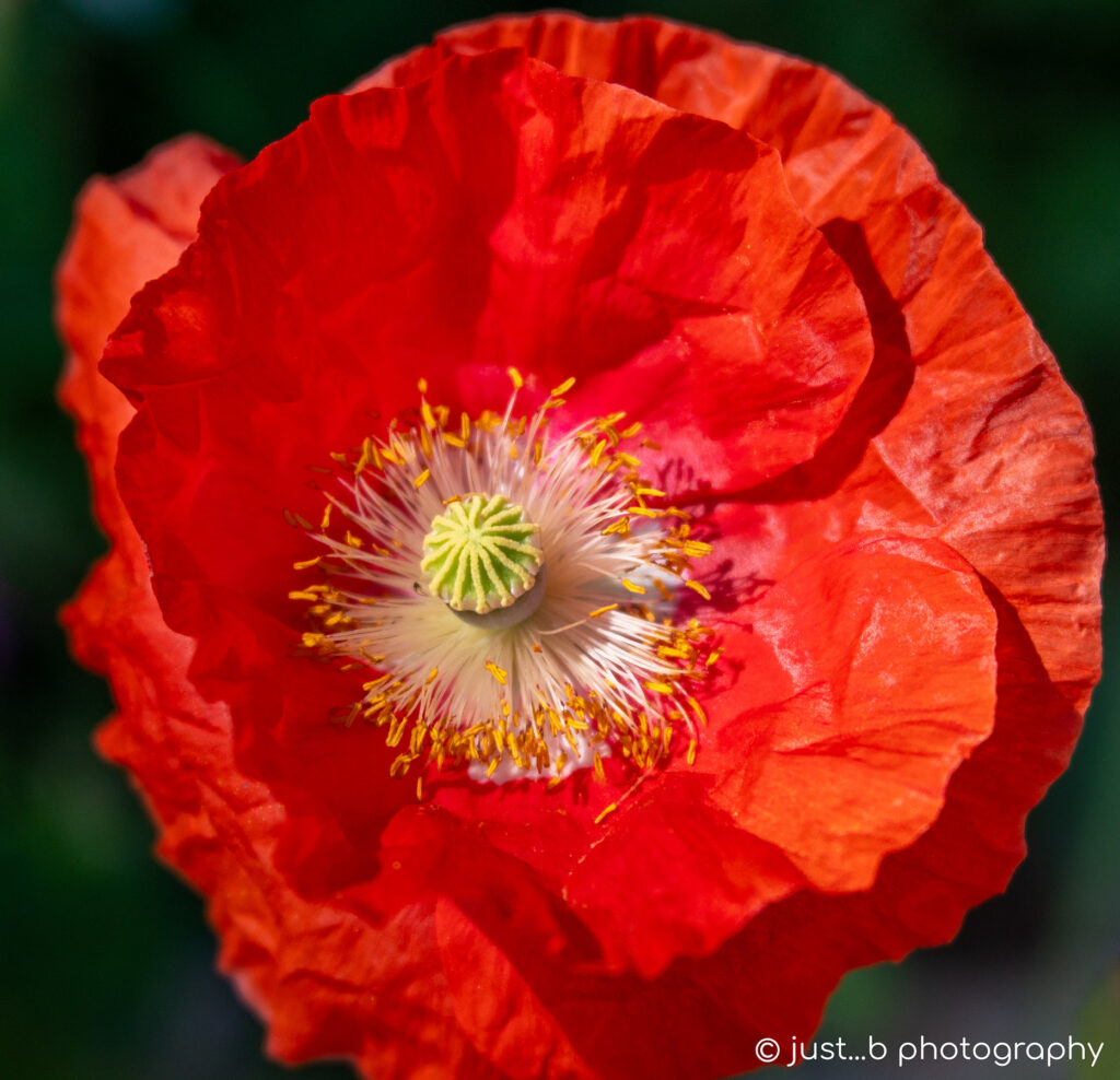 Close-up of scarlet red corn poppy