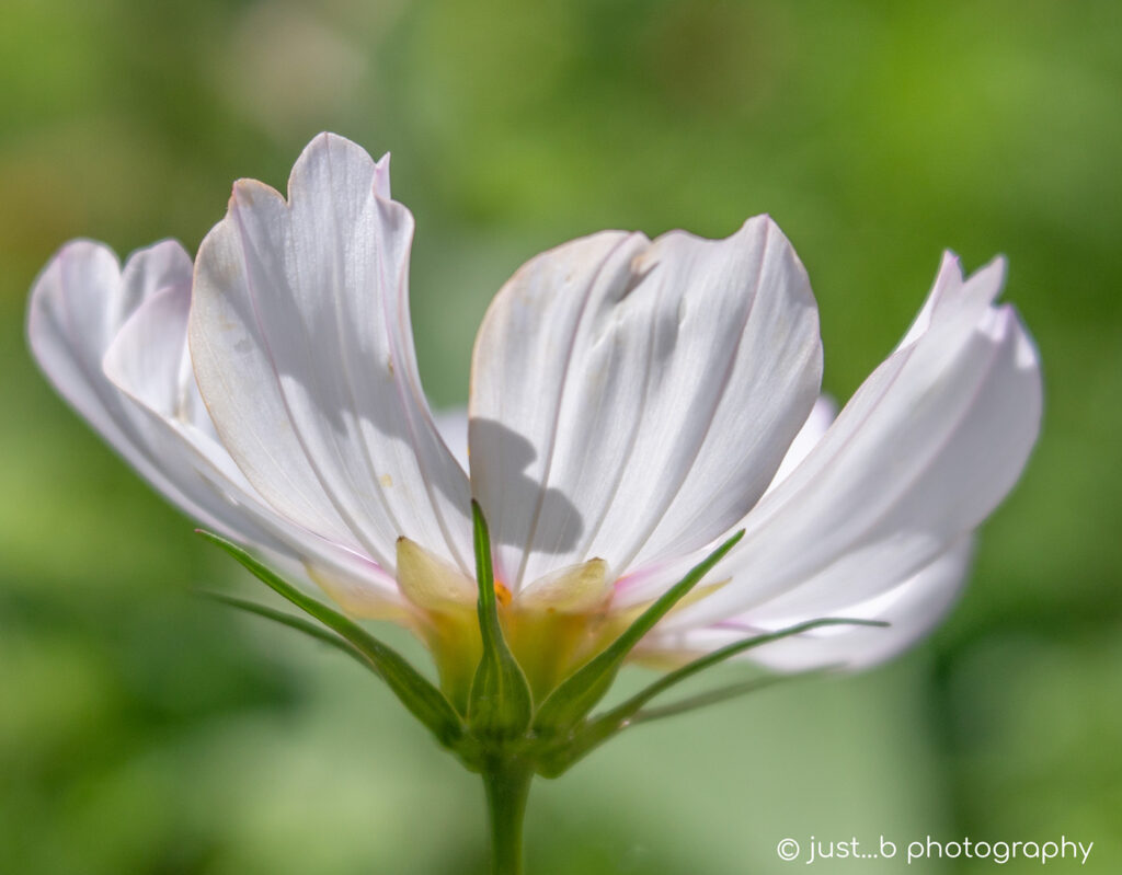 Side view of a white Cosmos flower