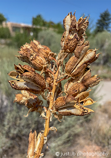 Dried Yucca plant flower pods filled with seeds.