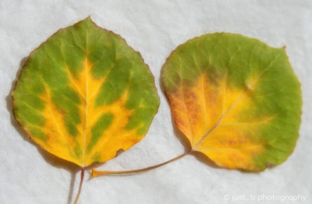 Close-up of colorful Aspen leaves.