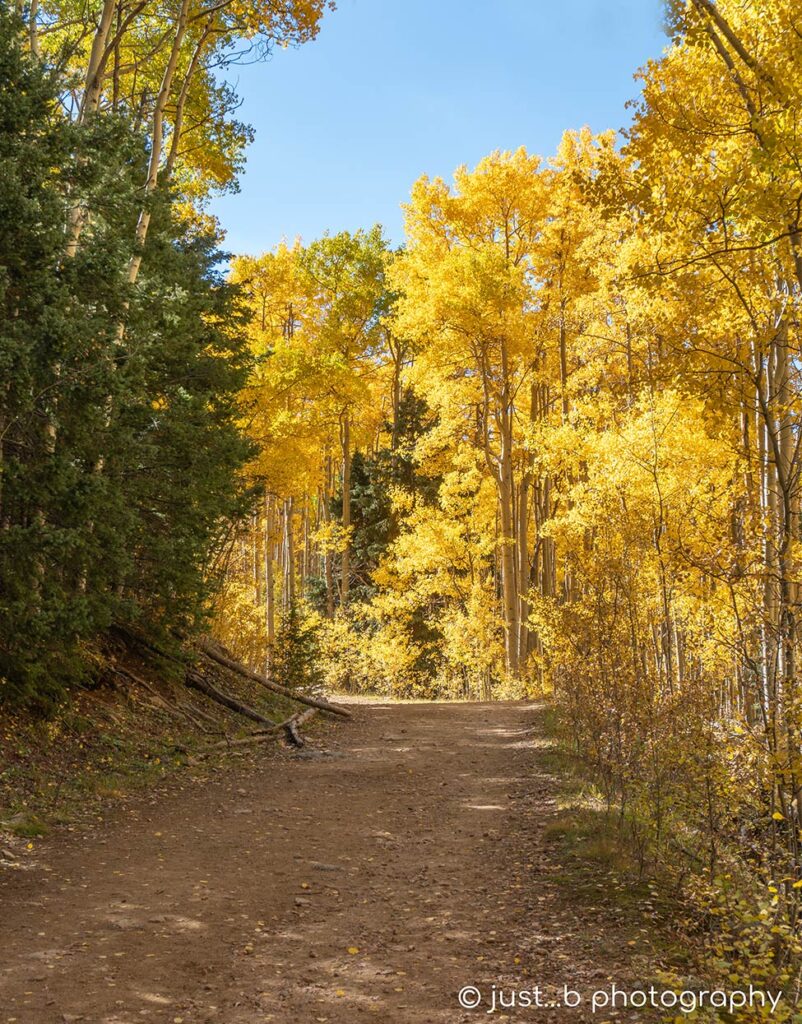 Golden Aspen trees along trail.