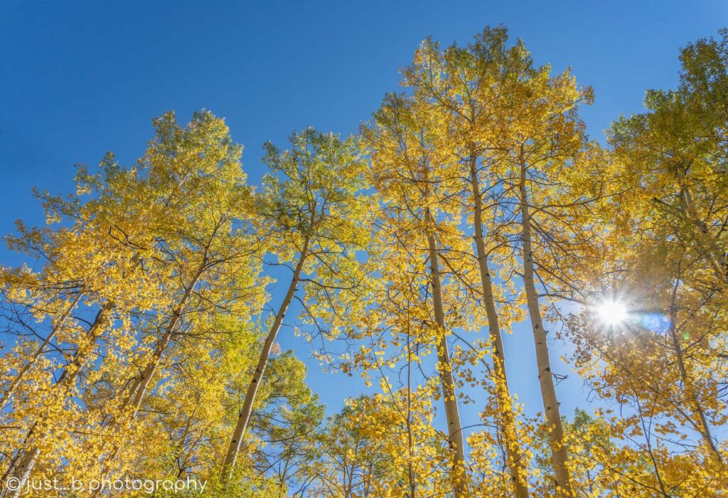 Sun peaking through golden yellow Aspens.