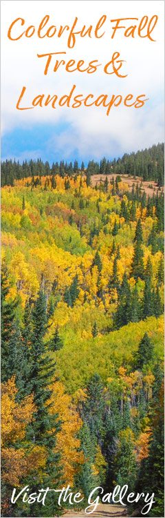 just...b photography to Fall Colors gallery page